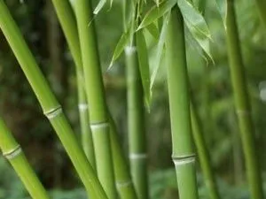 Le bambou : un matériau exotique pour concevoir une gloriette